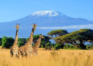 9 Days  Kilimanjaro Trekking Londorossi Route