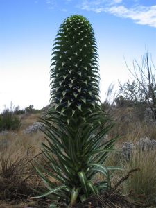 7 Days Nights Kilimanjaro Trekking Rongai Route