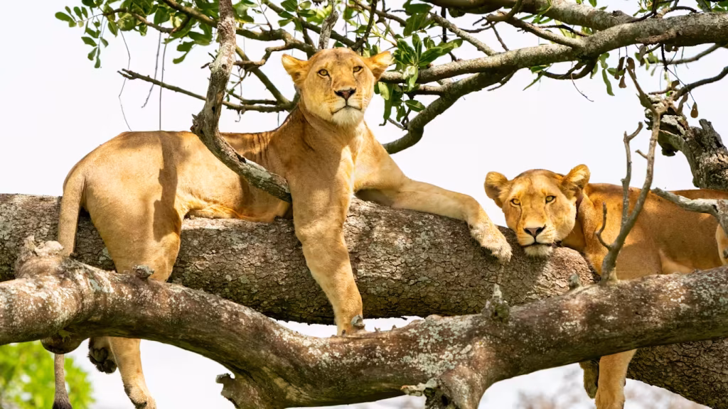 personalized Tanzania safari