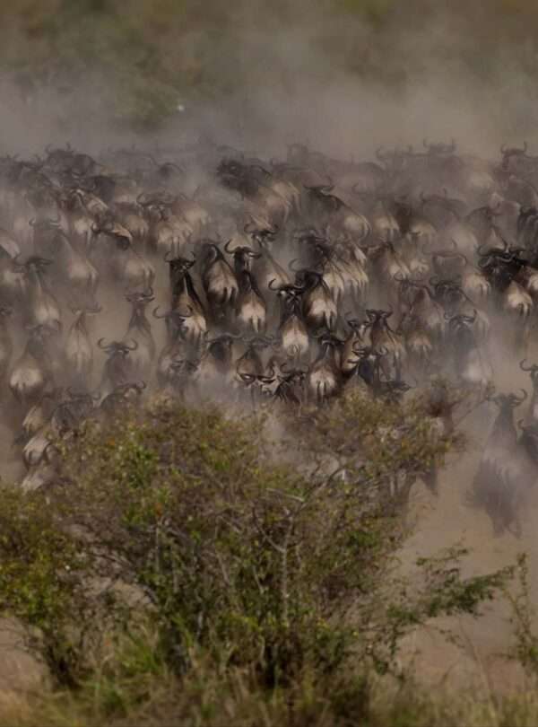 8-Day Serengeti, Ngorongoro & Tarangire Safari