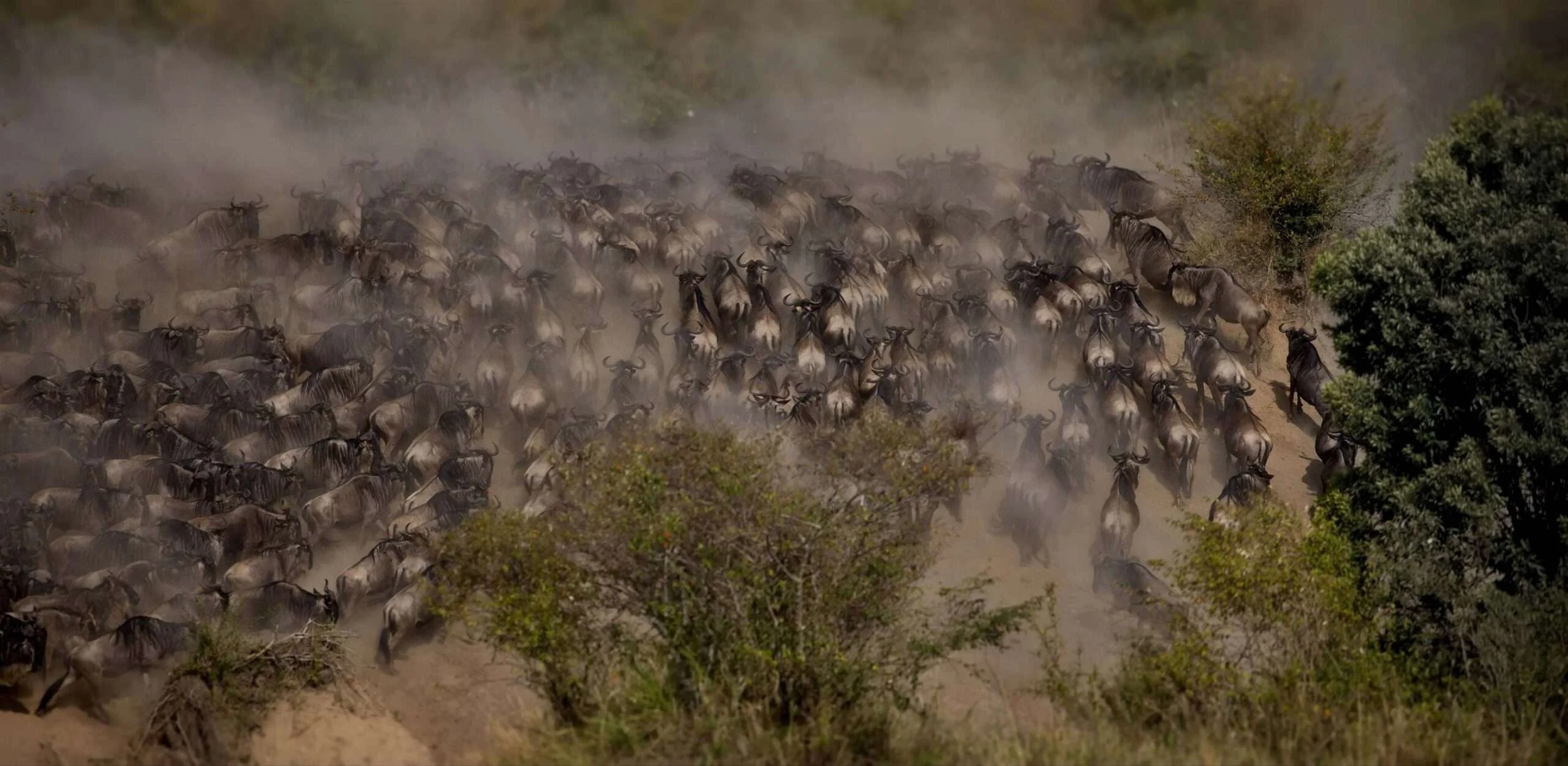 8-Day Serengeti, Ngorongoro & Tarangire Safari