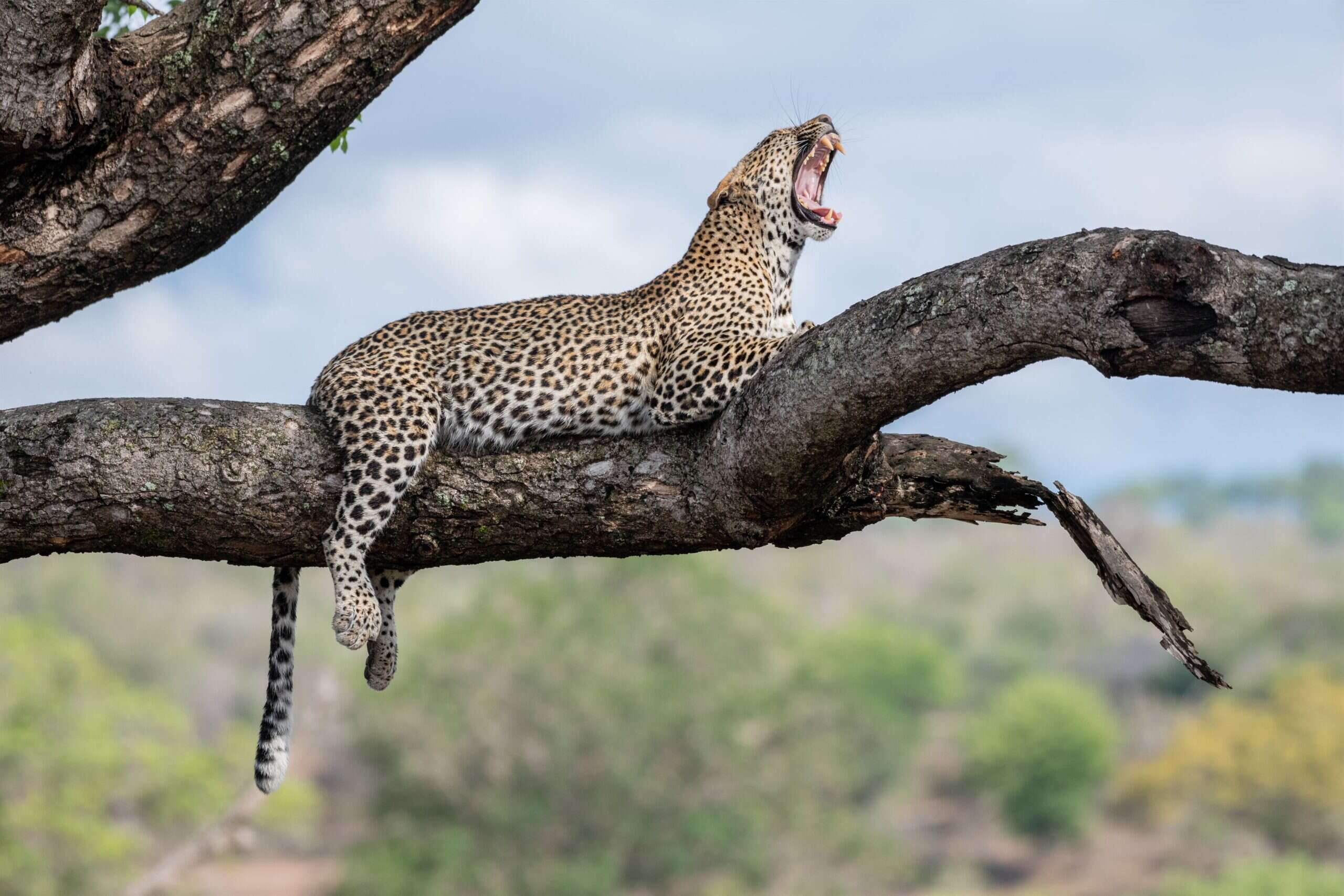 Leopard yawning on a tree branch