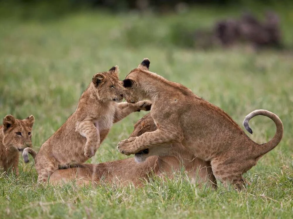 Lion cubs playing in grass