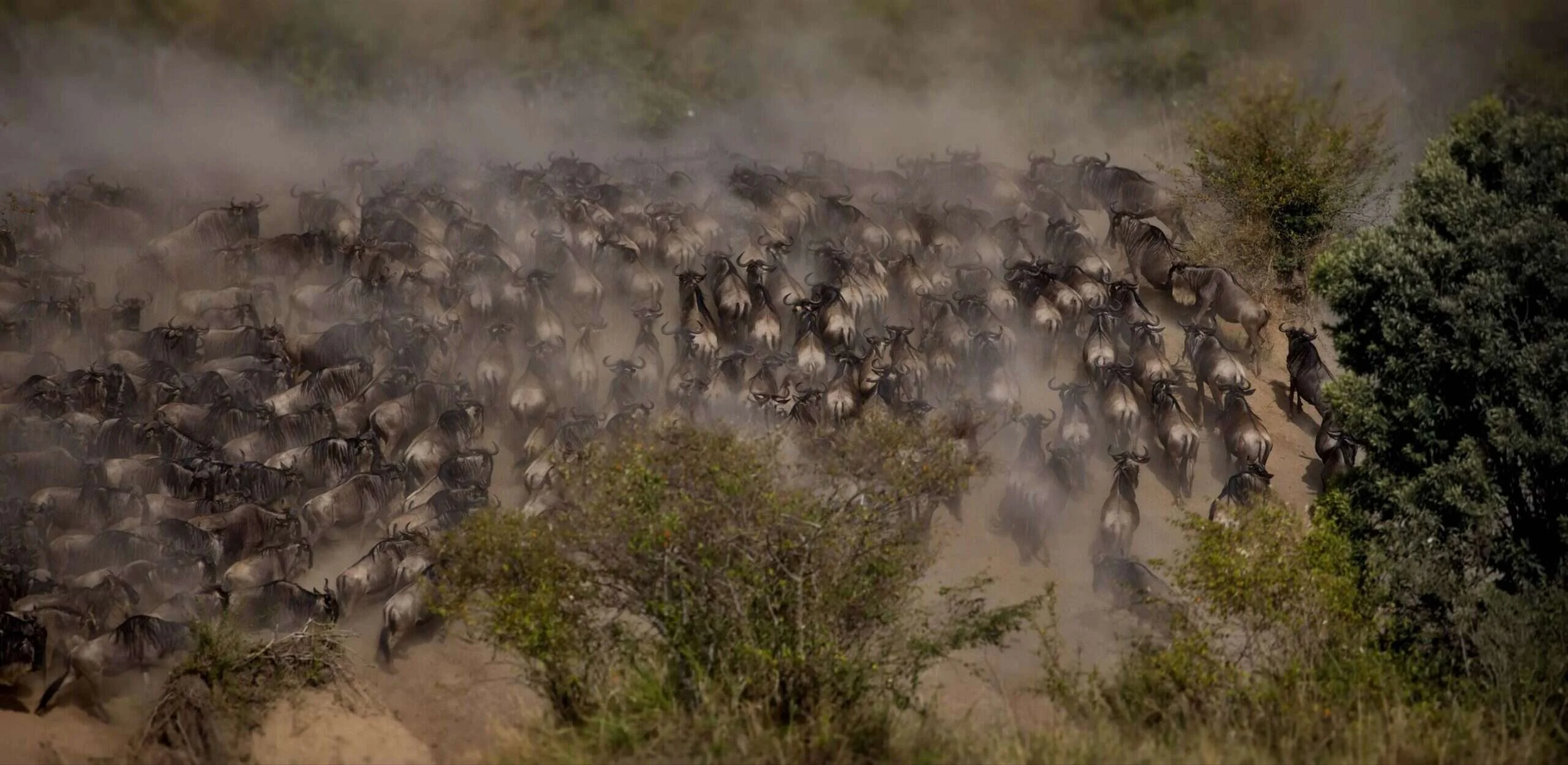 Wildebeest herd moving through dust