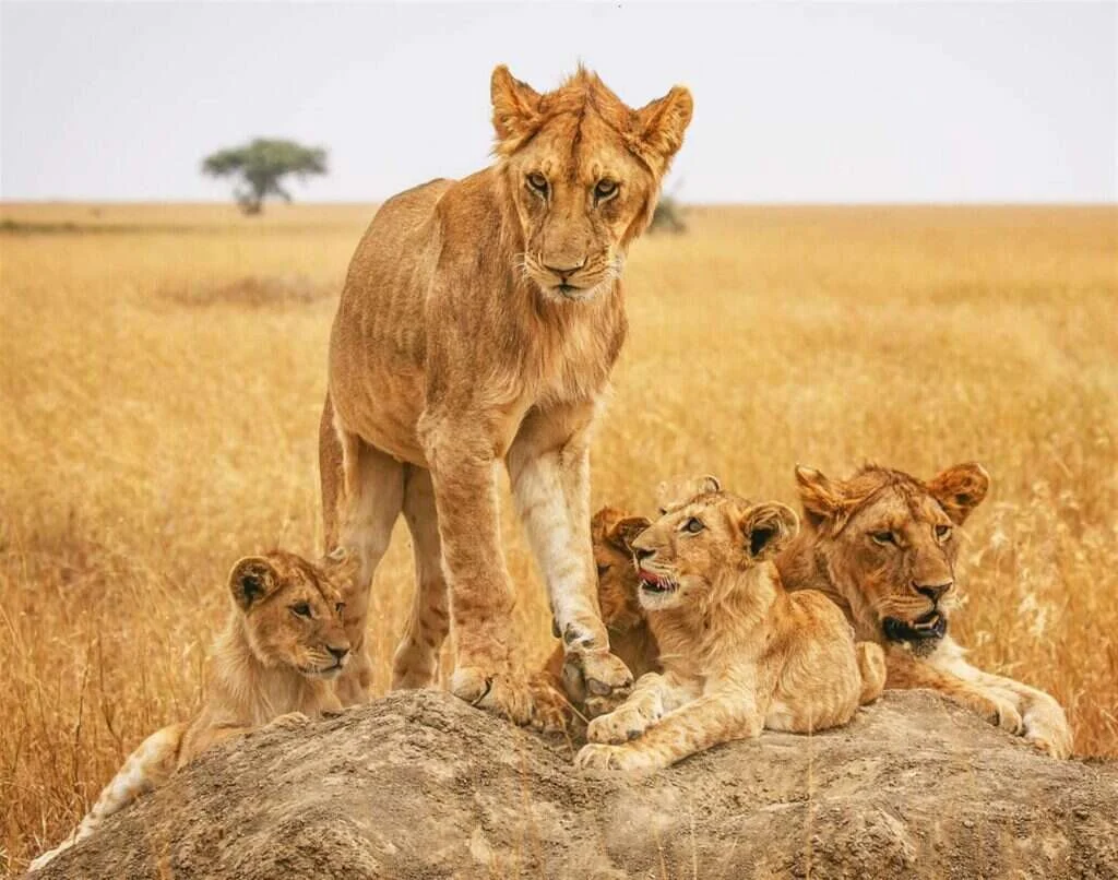 Lioness and cubs on a rocky mound in grassland