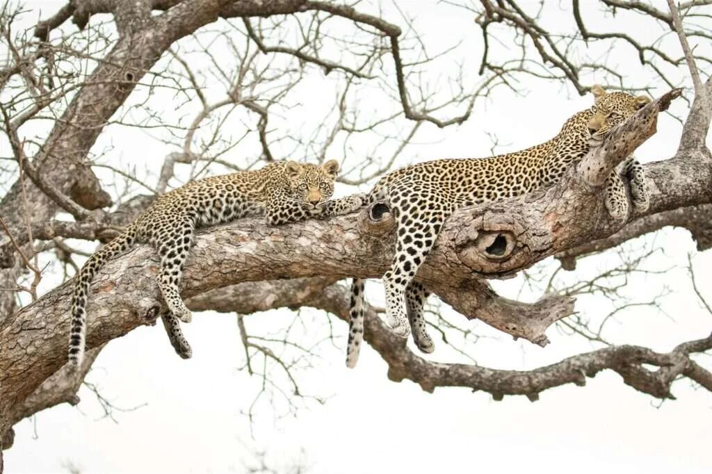 Leopard and cub resting on a tree branch