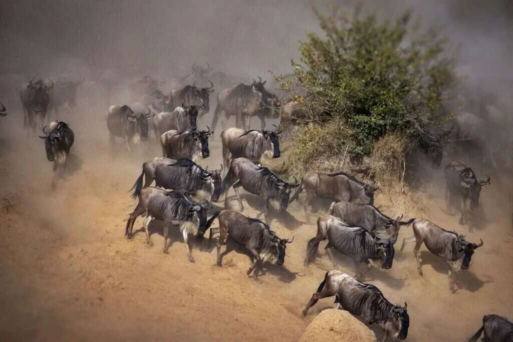 Wildebeest herd moving across dusty grassland