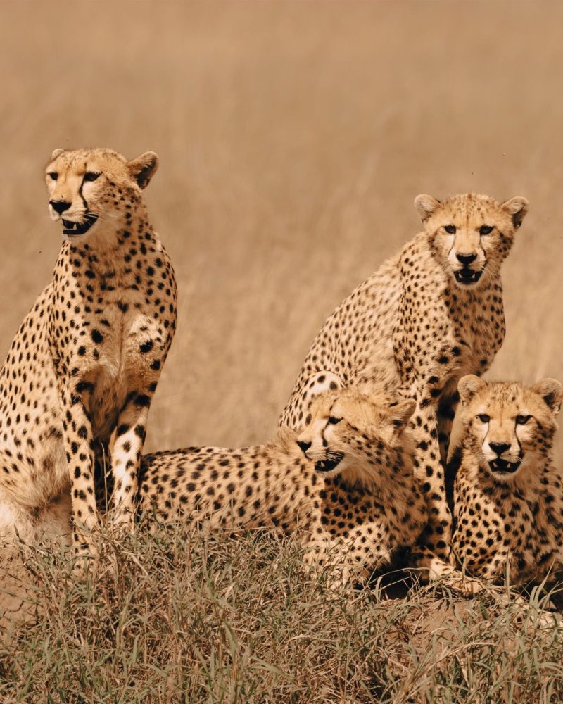 leap-of-african-leopards-panthera-pardus-pardus-2023-11-27-04-54-52-utc