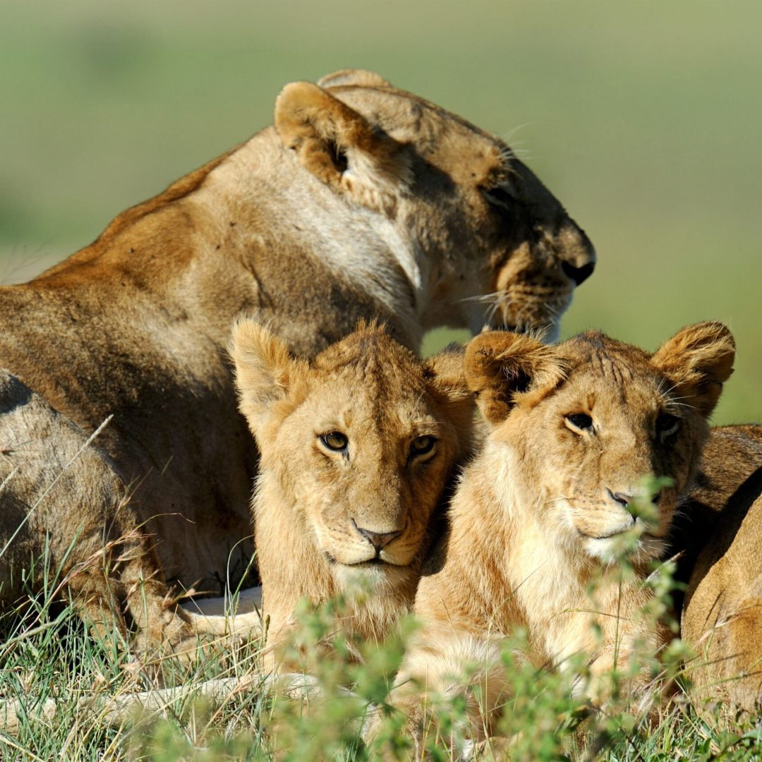 Lion in the grass of National park Masai Mara, Kenya Mass Image Compressor Compressed this image. https://sourceforge.net/projects/icompress/ with Quality:80
